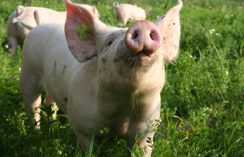 aboutpixel.de / die_original